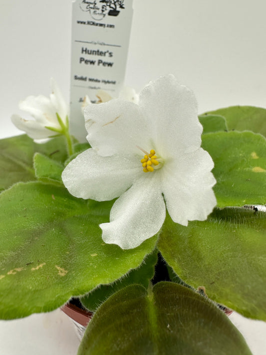 Hunter's Pew Pew - Solid White Hybrid - Live African Violet 4"