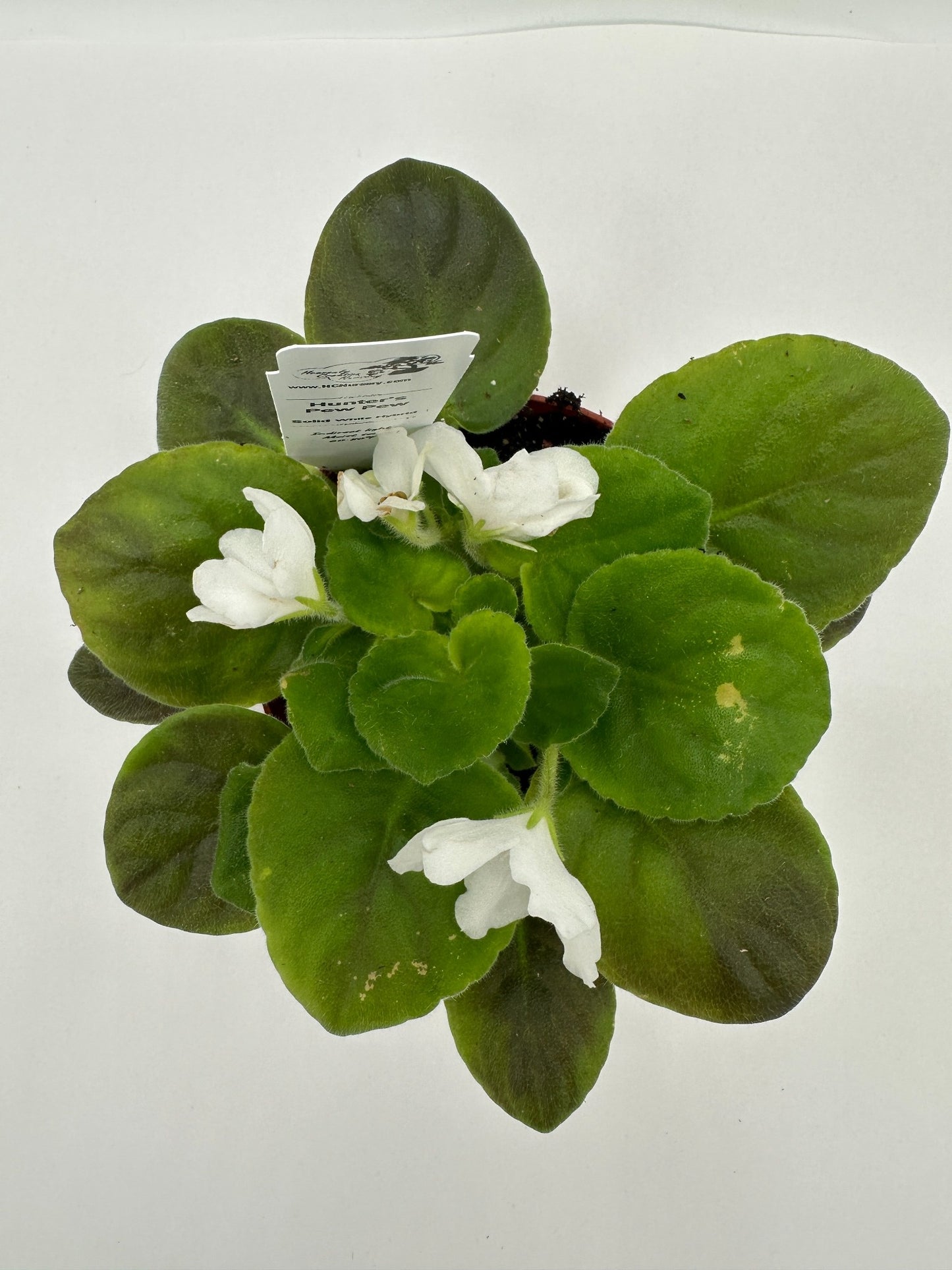 Hunter's Pew Pew - Solid White Hybrid - Live African Violet 4"