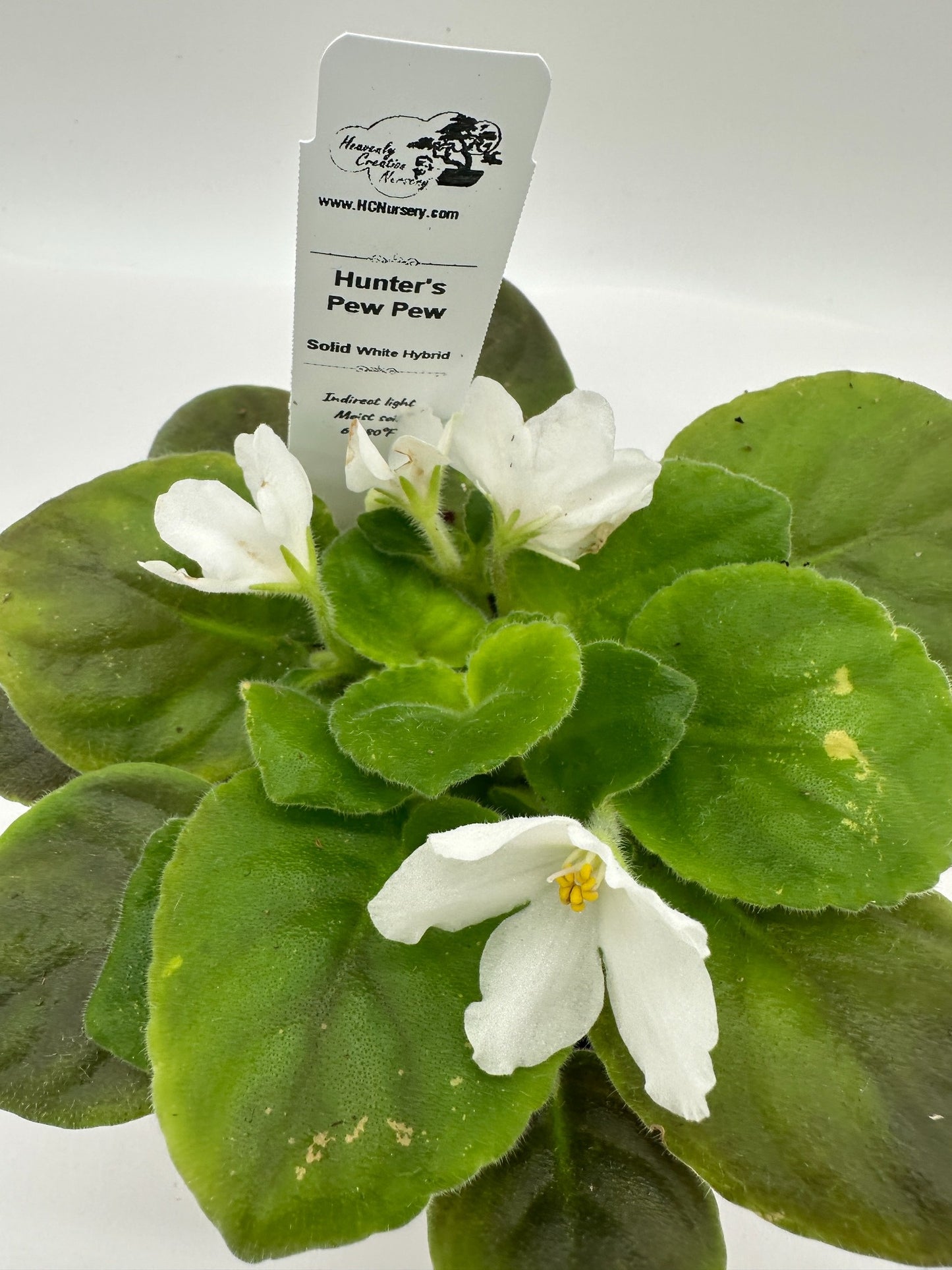 Hunter's Pew Pew - Solid White Hybrid - Live African Violet 4"