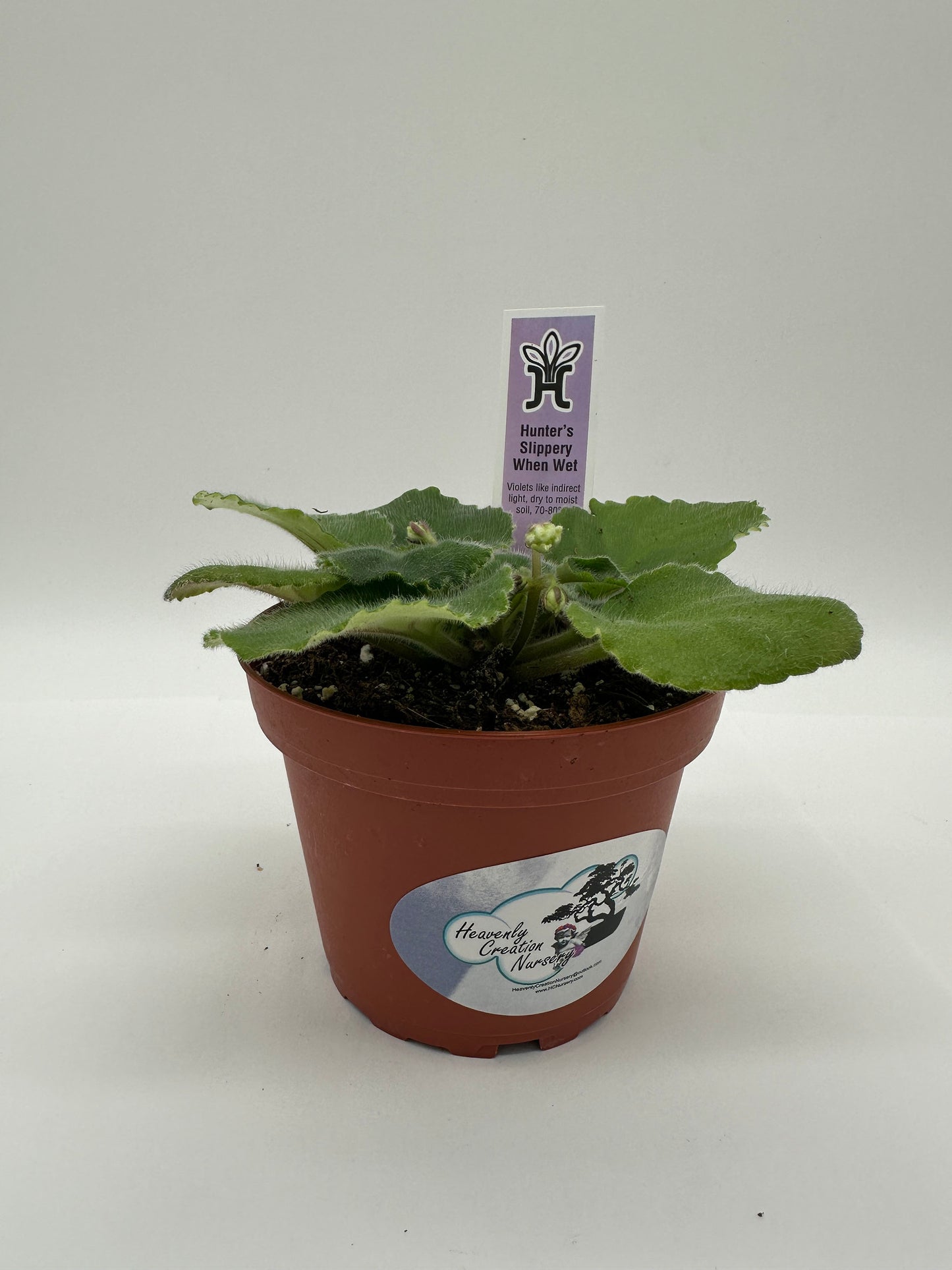 Hunter's Slippery When Wet - Live African Violet 4"