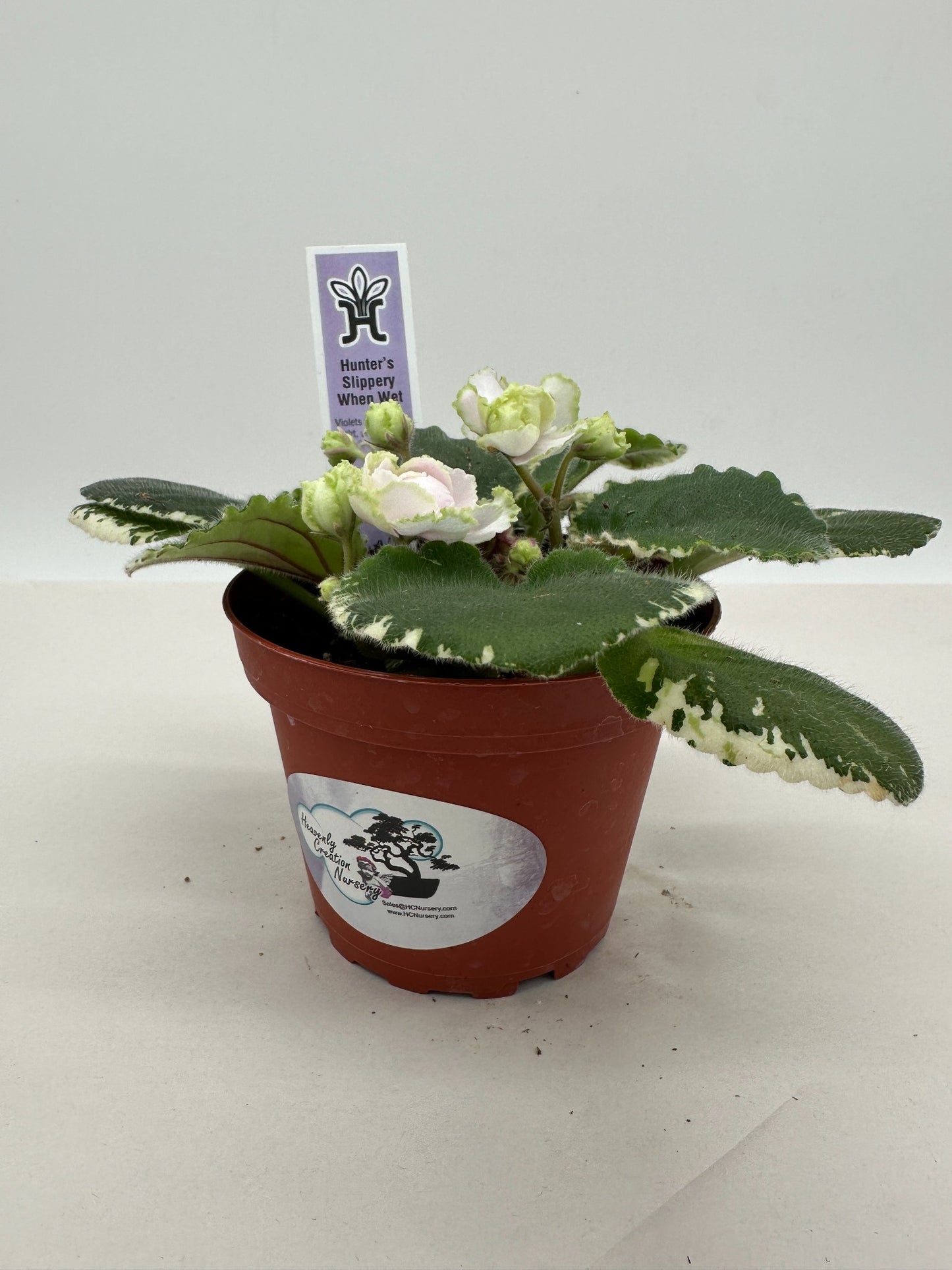 Hunter's Slippery When Wet - Live African Violet 4"