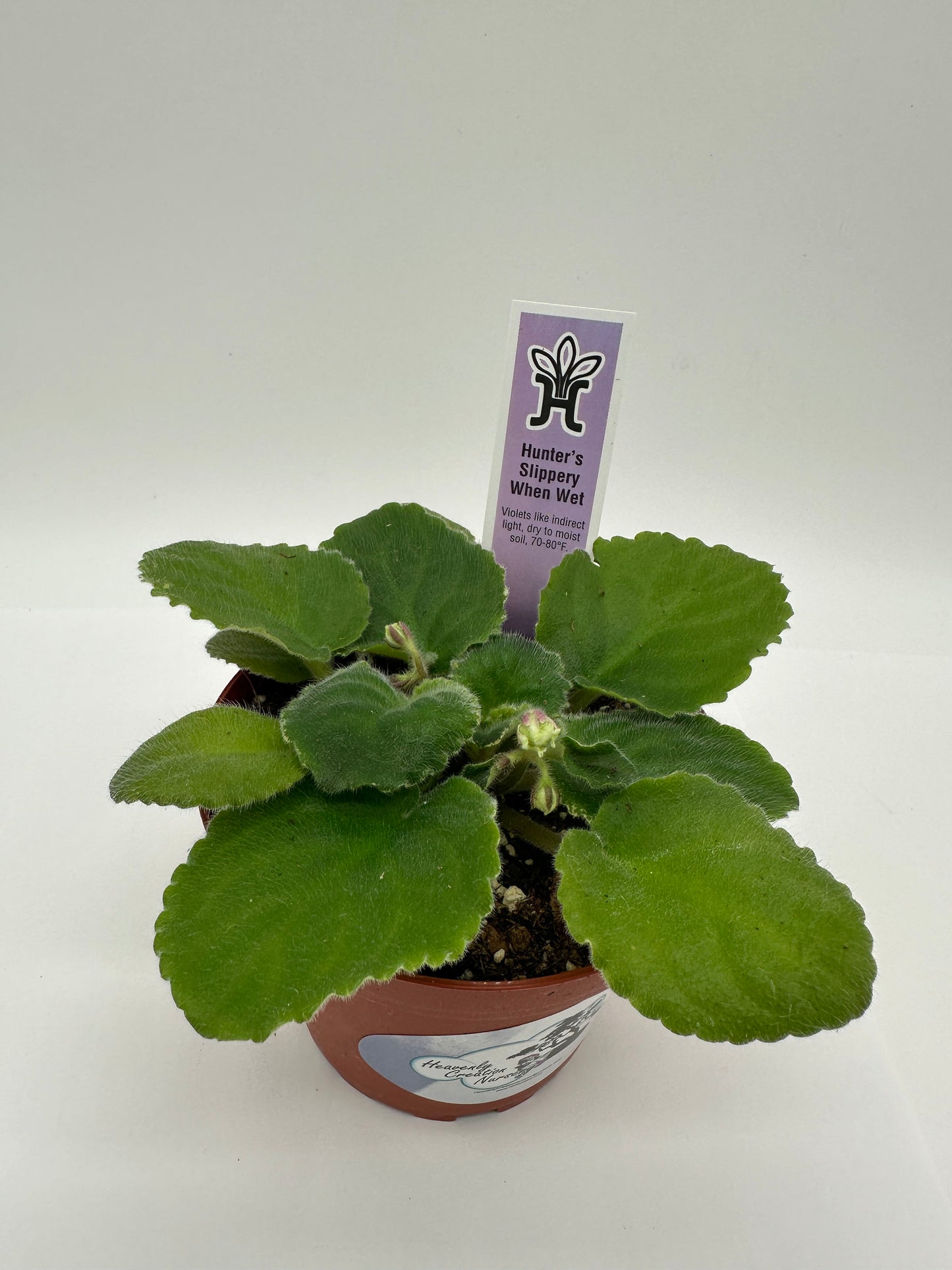 Hunter's Slippery When Wet - Live African Violet 4"