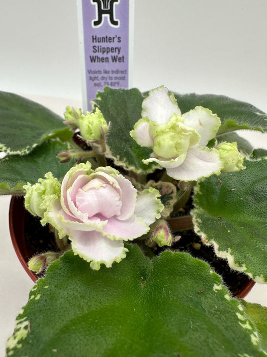 Hunter's Slippery When Wet - Live African Violet 4"