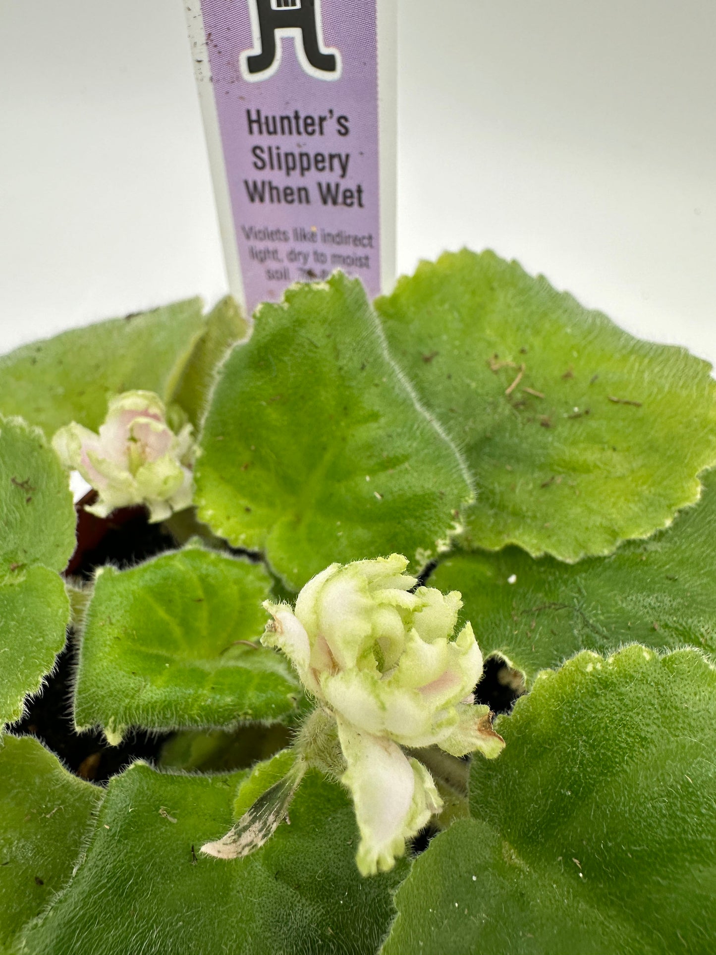 Hunter's Slippery When Wet - Live African Violet 4"