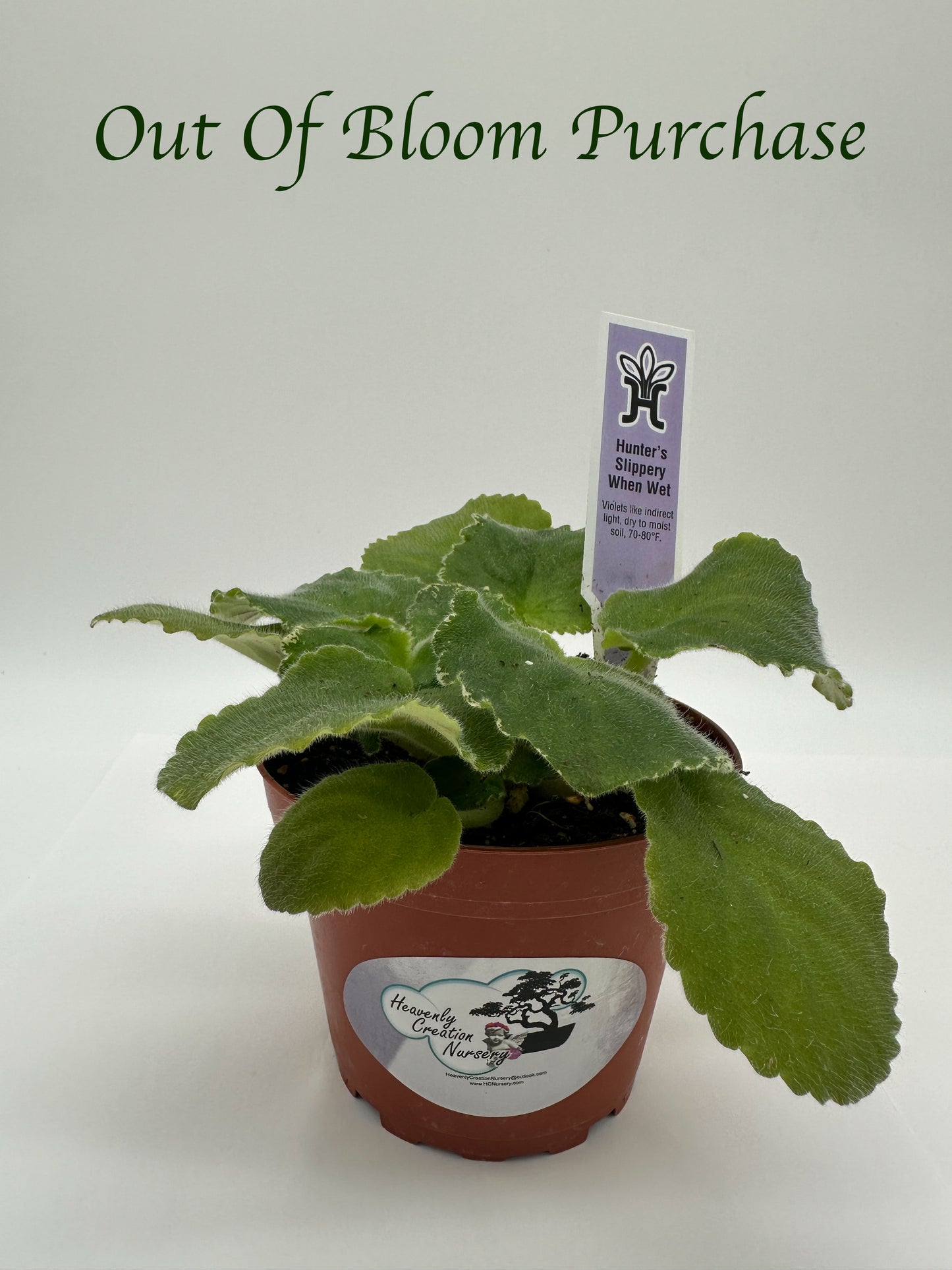 Hunter's Slippery When Wet - Live African Violet 4"