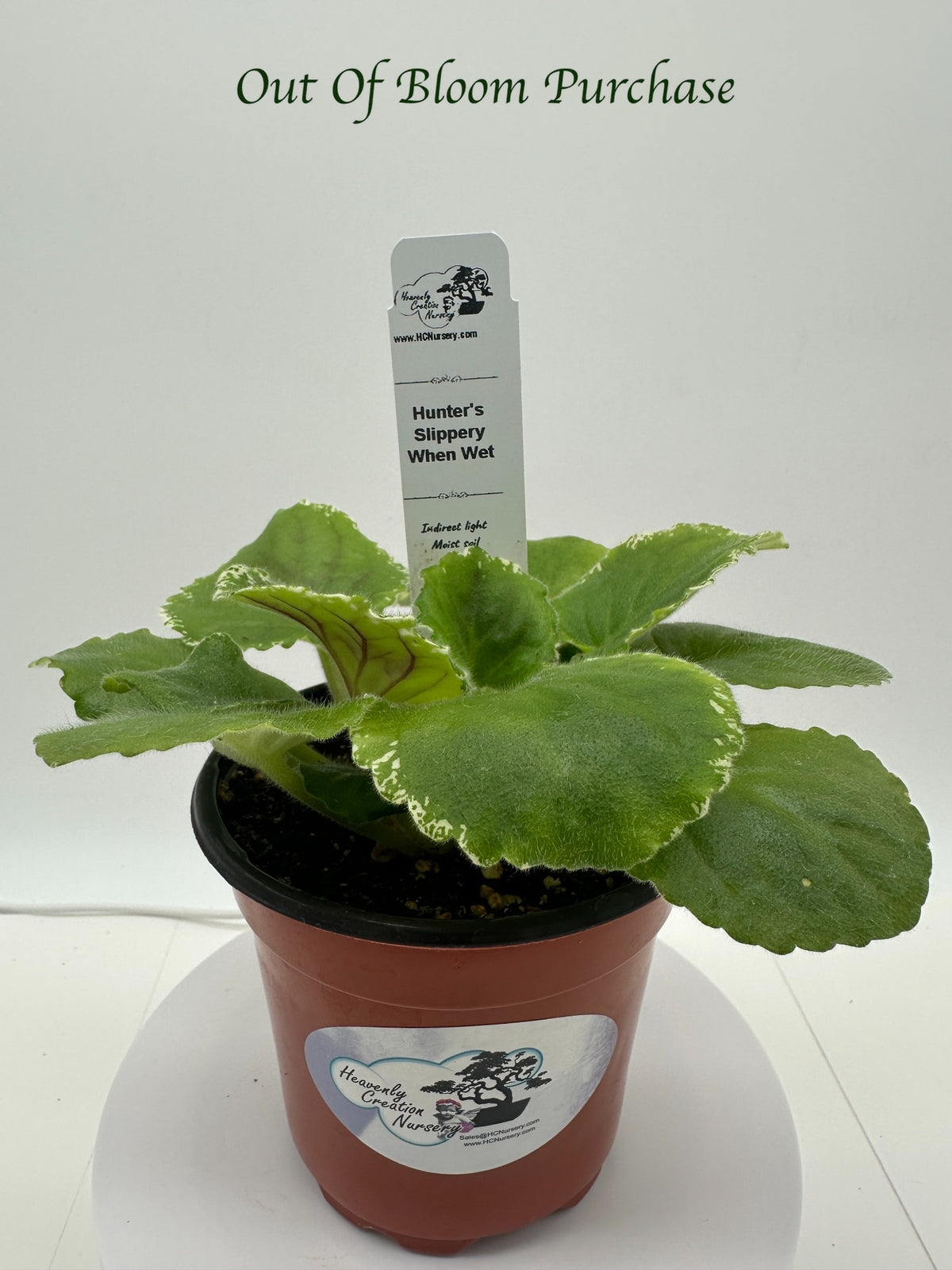 Hunter's Slippery When Wet - Live African Violet 4"