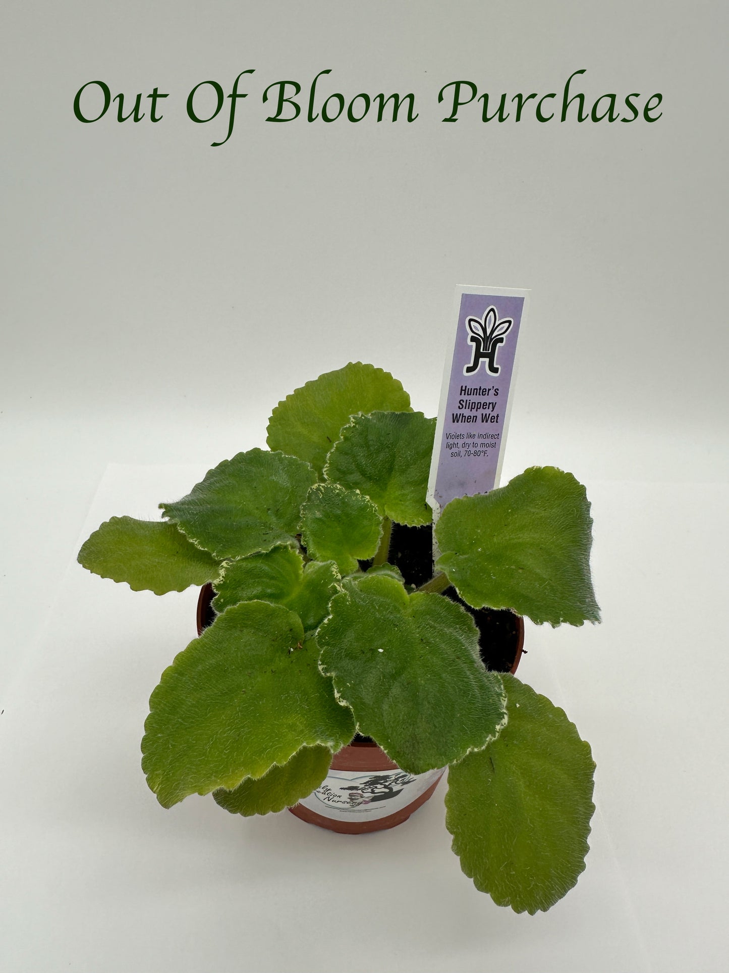 Hunter's Slippery When Wet - Live African Violet 4"