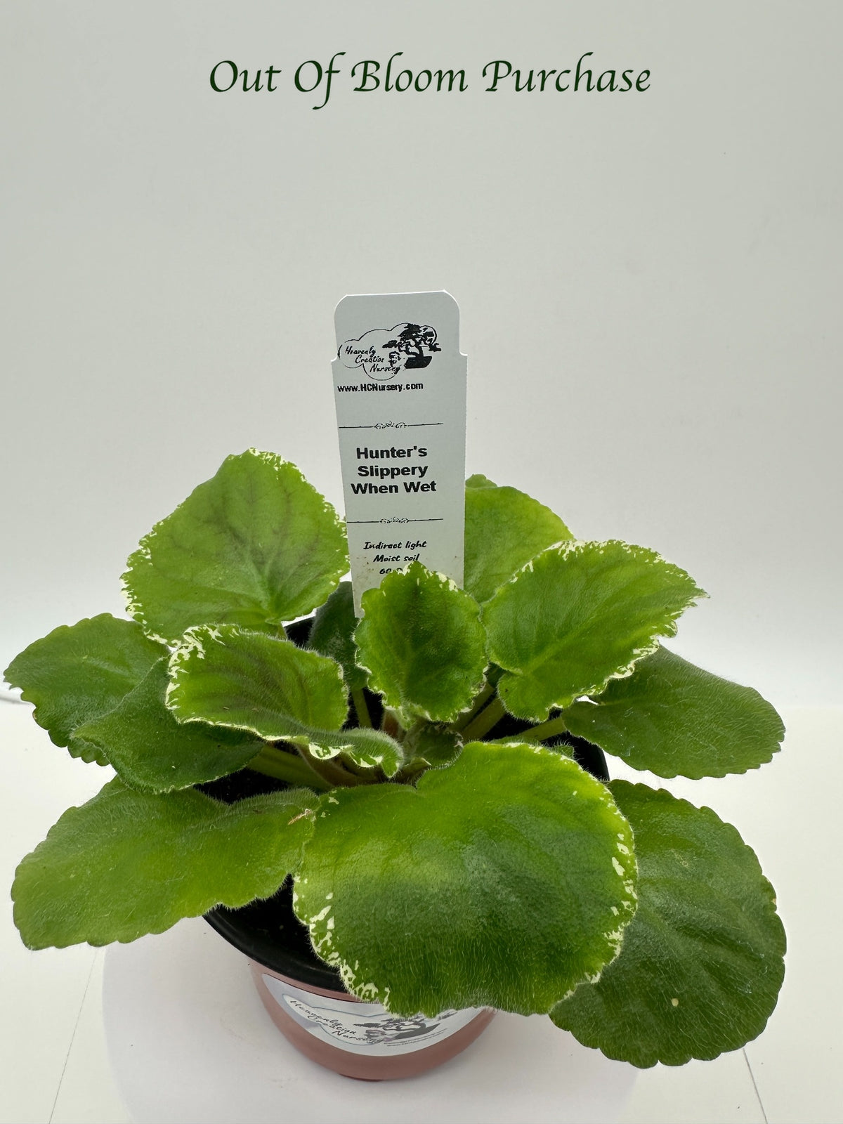 Hunter's Slippery When Wet - Live African Violet 4"