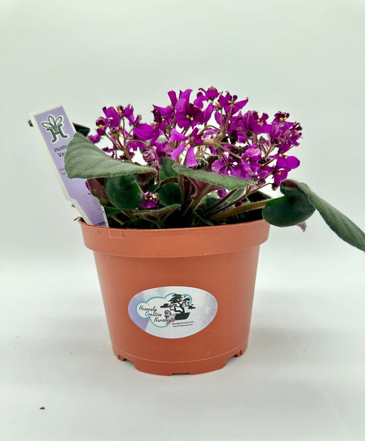 Hunter's Venom - Live African Violet 6"