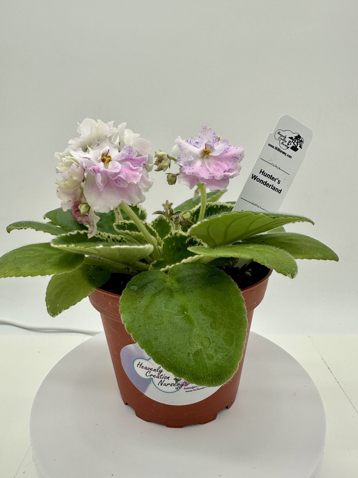 Hunter's Wonderland - Live African Violet 4"