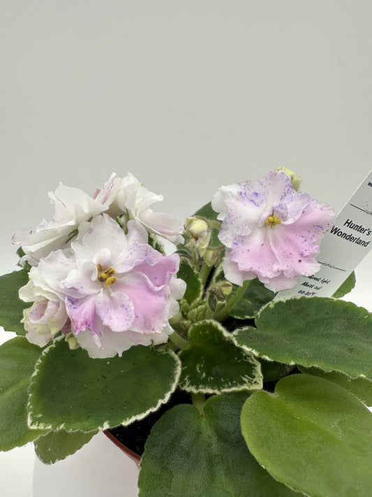 Hunter's Wonderland - Live African Violet 4"