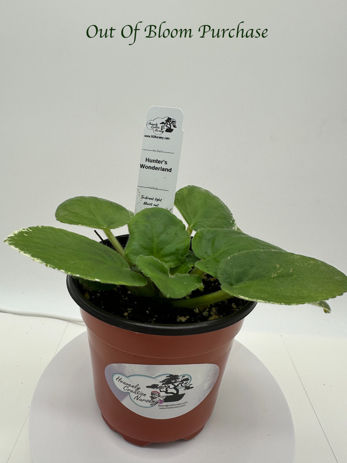 Hunter's Wonderland - Live African Violet 4"