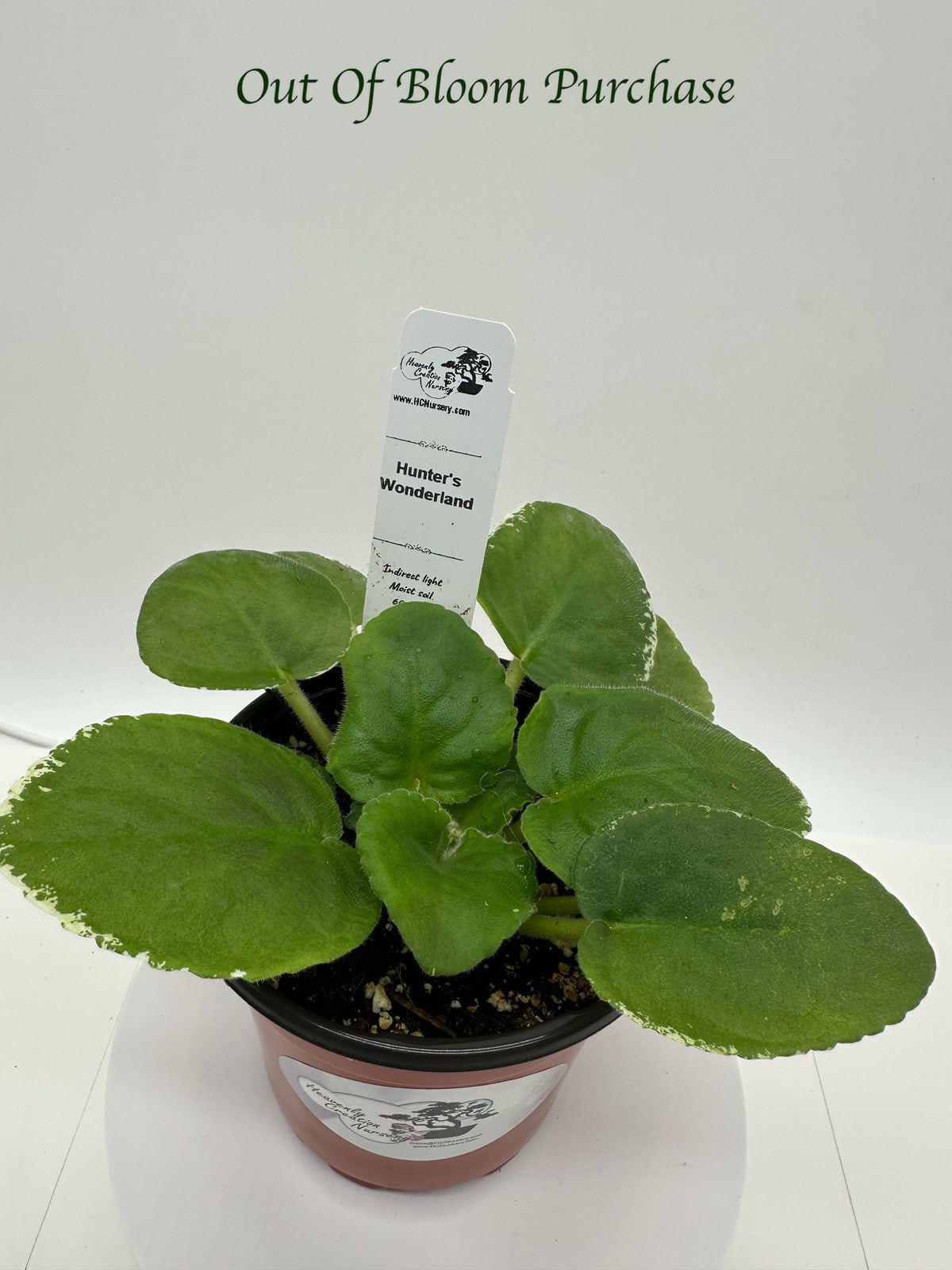 Hunter's Wonderland - Live African Violet 4"