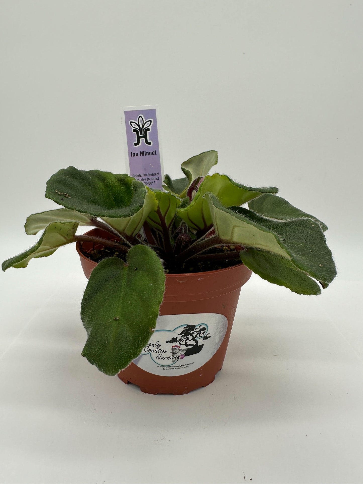 Ian Minuet - Live African Violet 4"