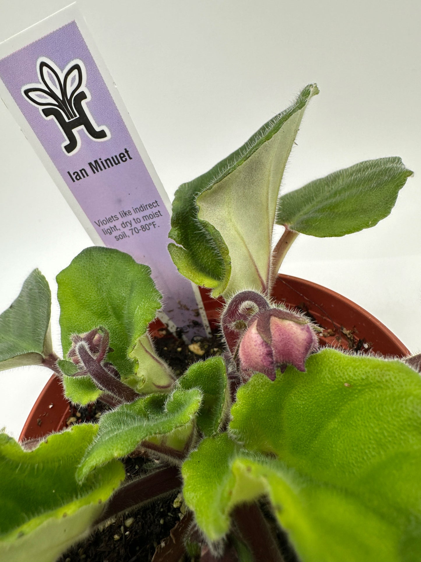 Ian Minuet - Live African Violet 4"