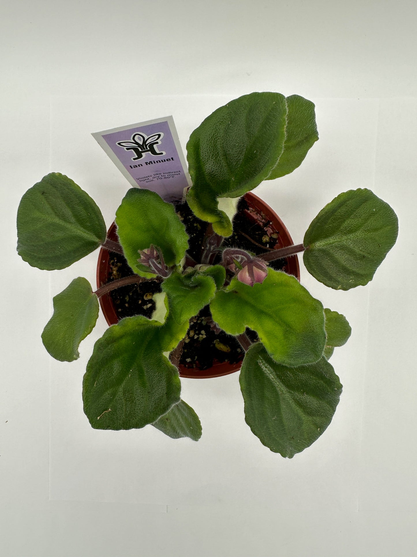 Ian Minuet - Live African Violet 4"