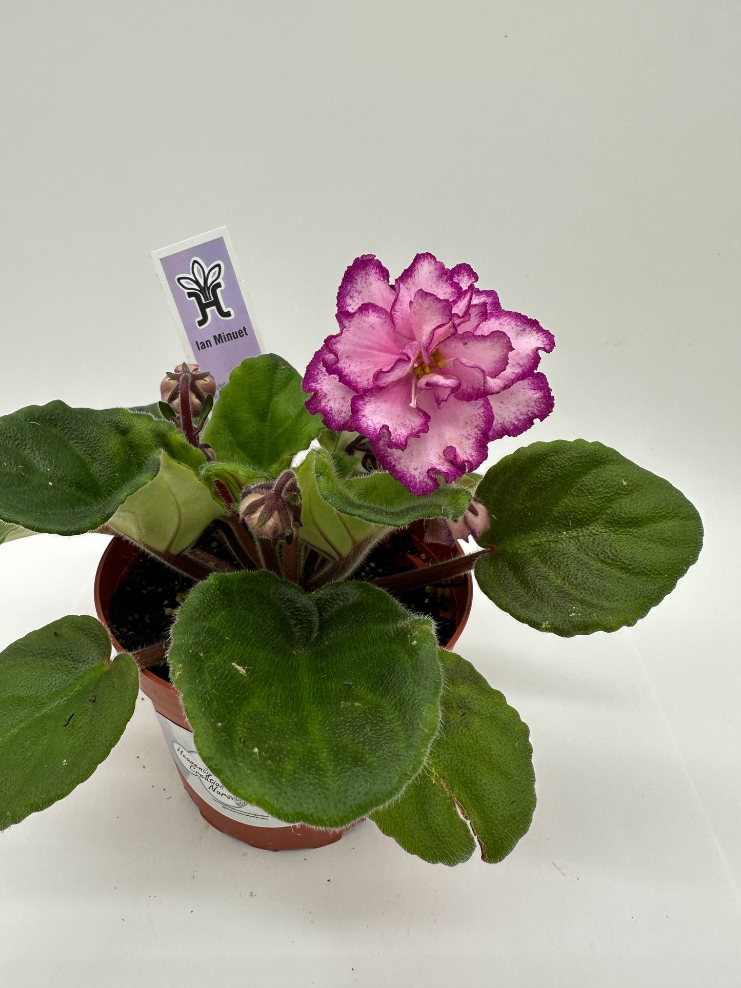 Ian Minuet - Live African Violet 4"