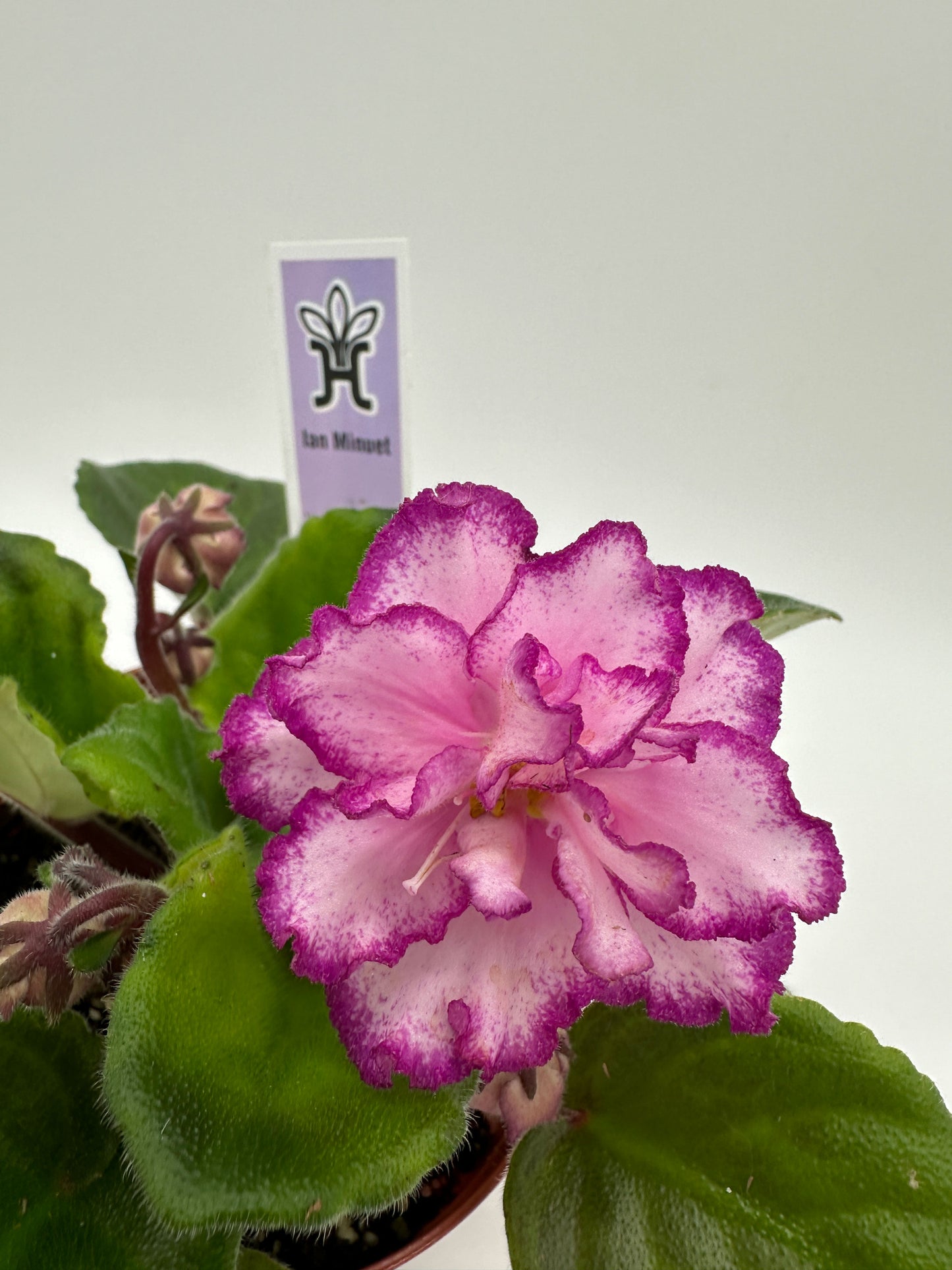 Ian Minuet - Live African Violet 4"