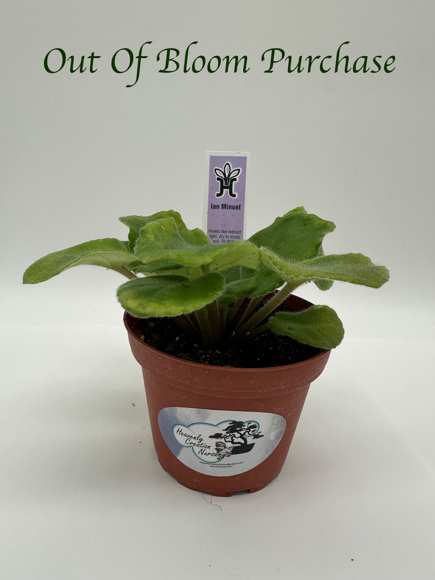 Ian Minuet - Live African Violet 4"