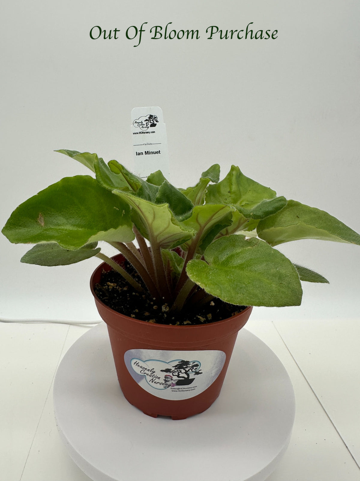 Ian Minuet - Live African Violet 4"