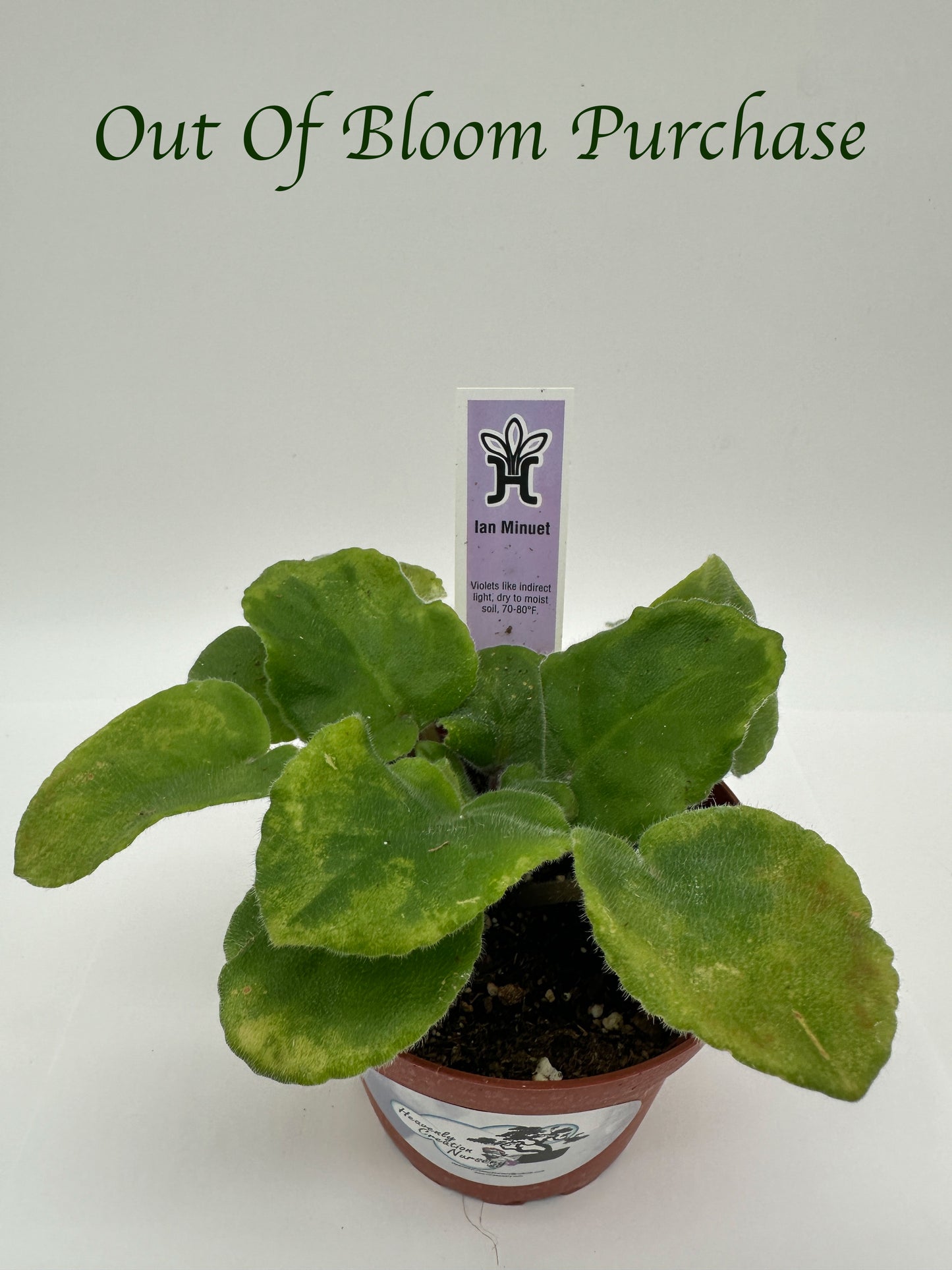 Ian Minuet - Live African Violet 4"