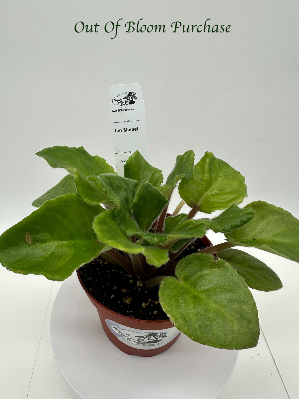 Ian Minuet - Live African Violet 4"