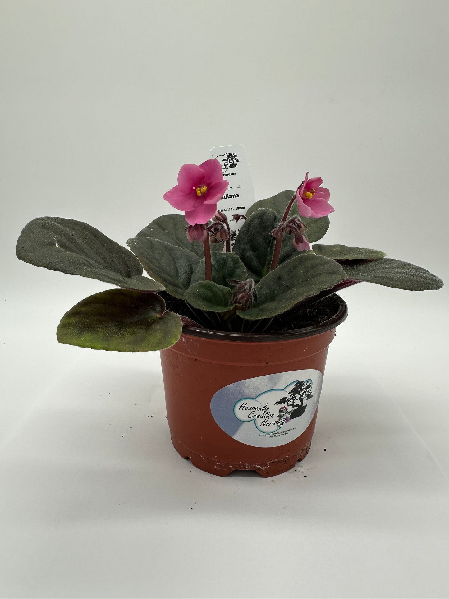 Indiana - Live African Violet 4" - Series: U.S. States