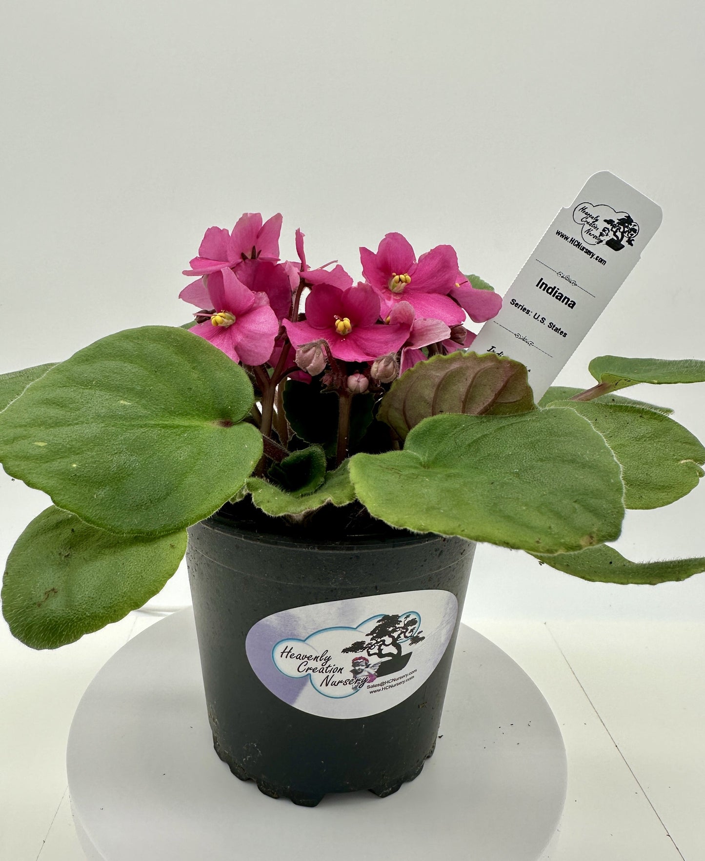 Indiana - Live African Violet 4" - Series: U.S. States