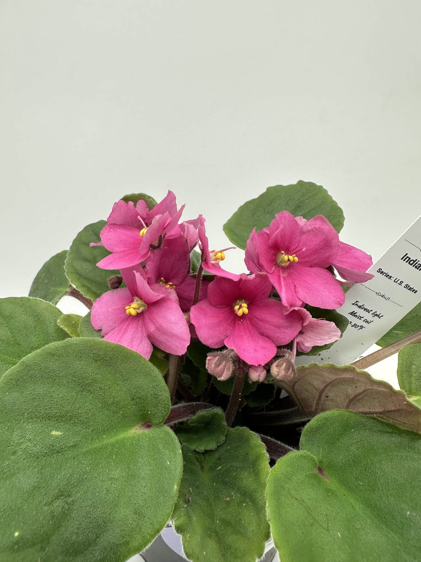 Indiana - Live African Violet 4" - Series: U.S. States