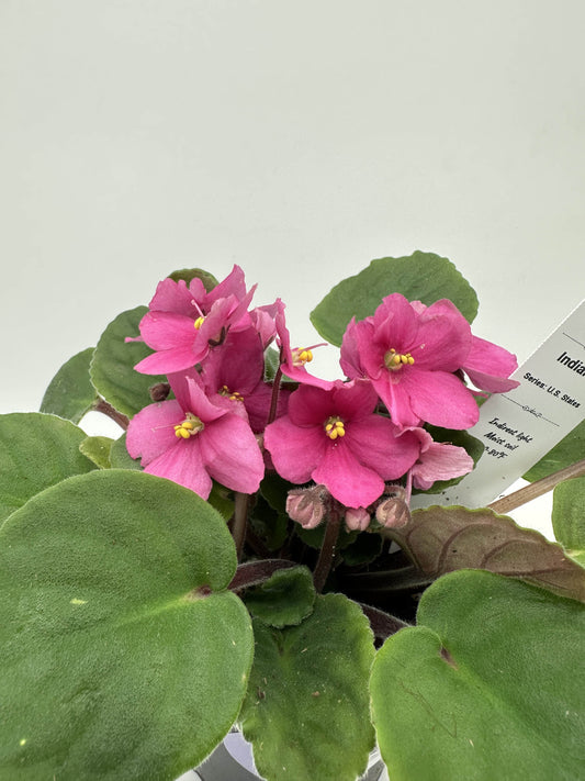 Indiana - Live African Violet 4" - Series: U.S. States