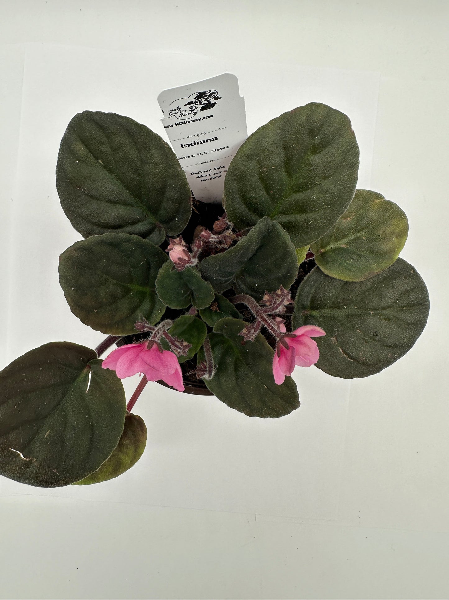 Indiana - Live African Violet 4" - Series: U.S. States