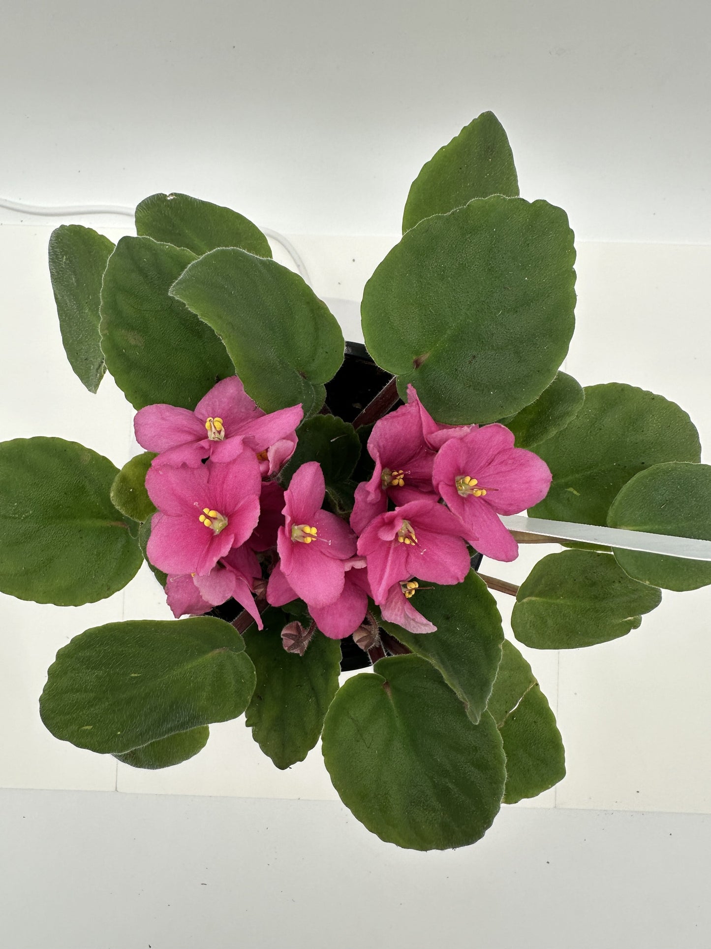 Indiana - Live African Violet 4" - Series: U.S. States