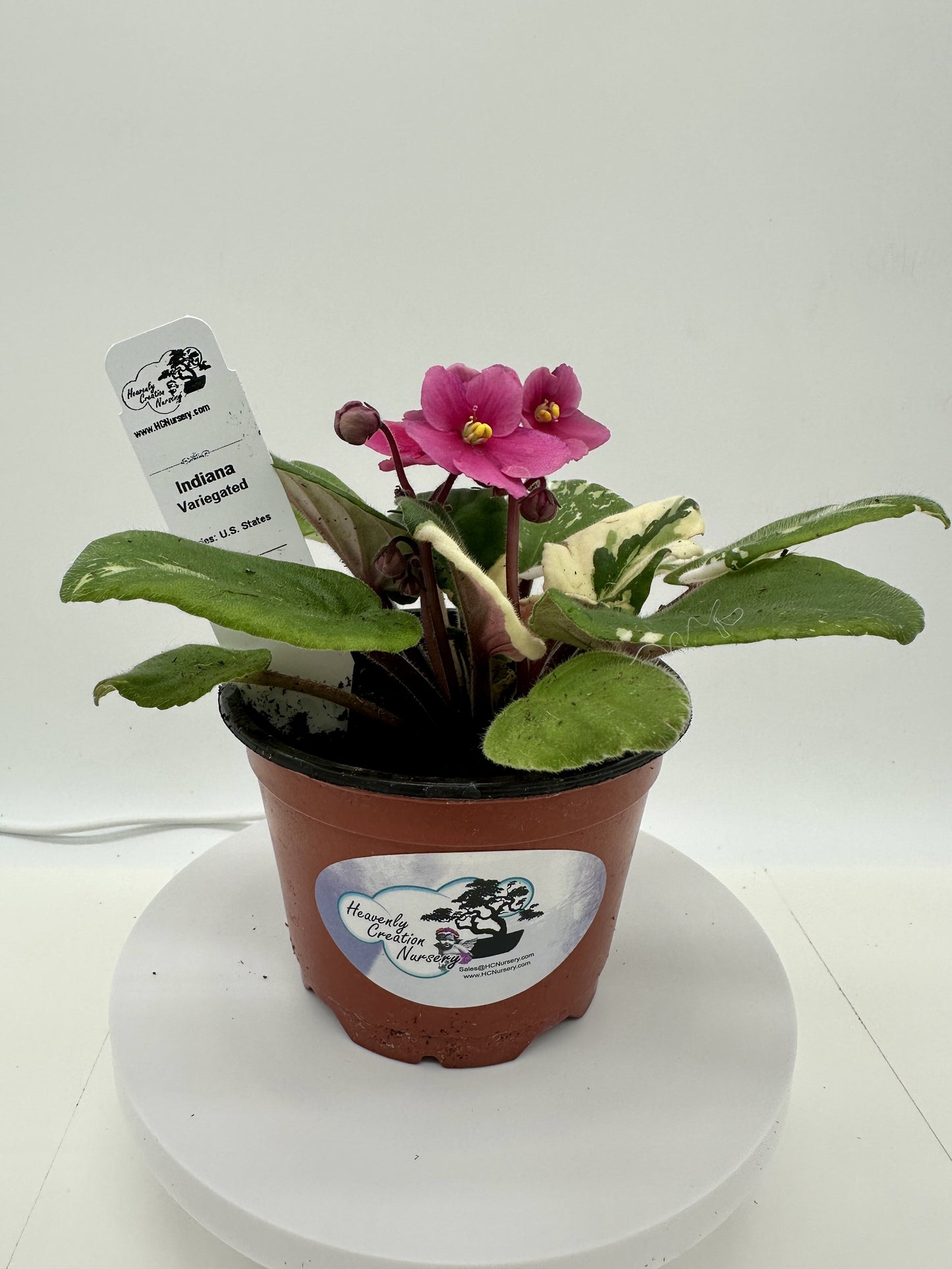 Indiana - Variegated (Rare) - Live African Violet 4" - Series: U.S. States