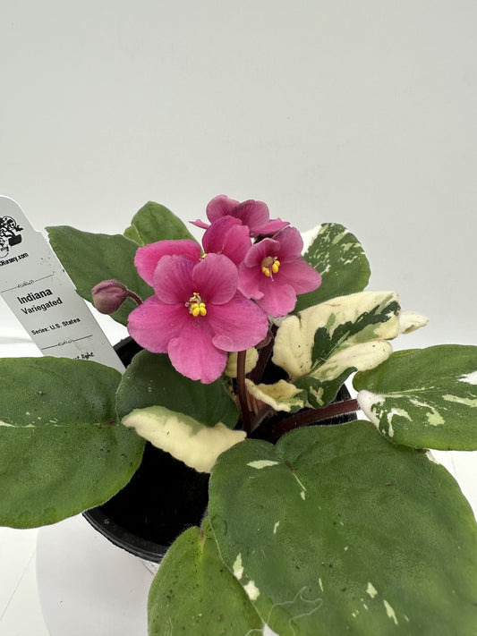 Indiana - Variegated (Rare) - Live African Violet 4" - Series: U.S. States