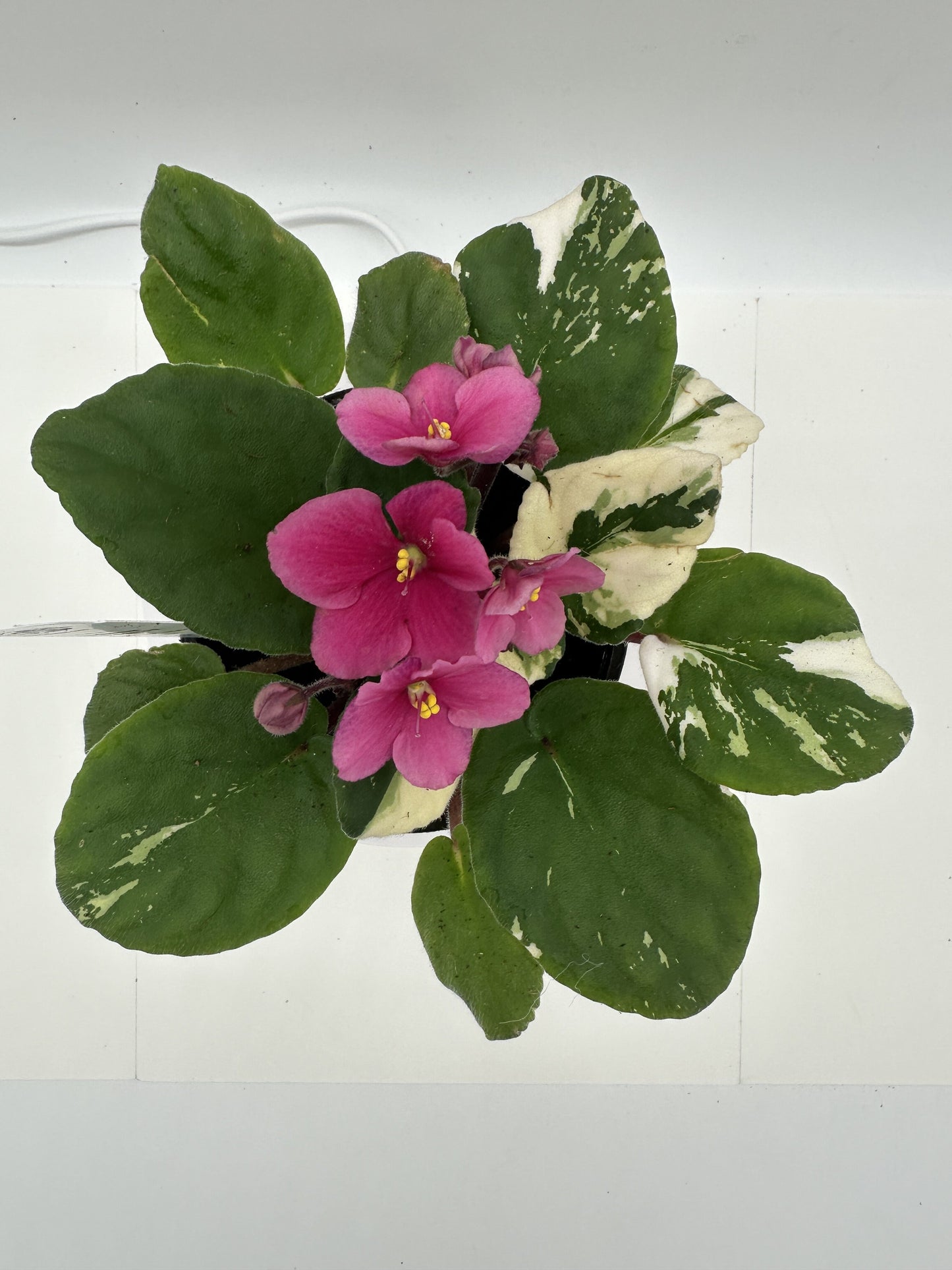 Indiana - Variegated (Rare) - Live African Violet 4" - Series: U.S. States