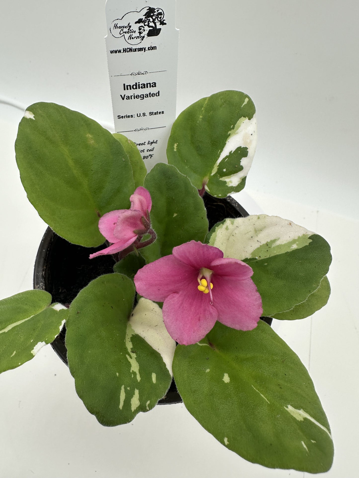 Indiana - Variegated (Rare) - Live African Violet 4" - Series: U.S. States