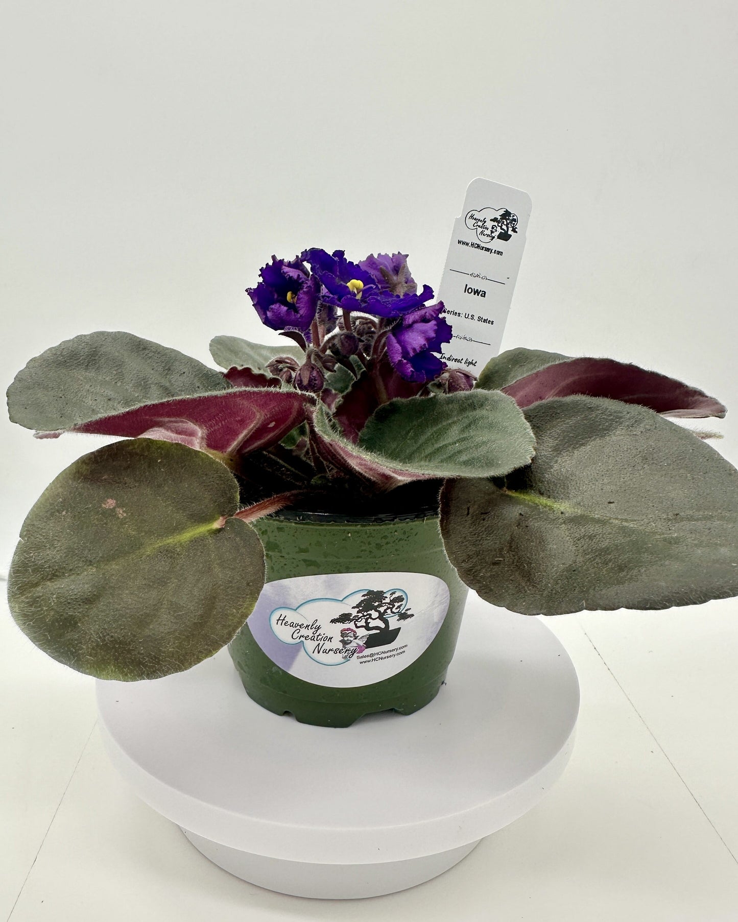 Iowa - Live African Violet 4" - Series: U.S. States