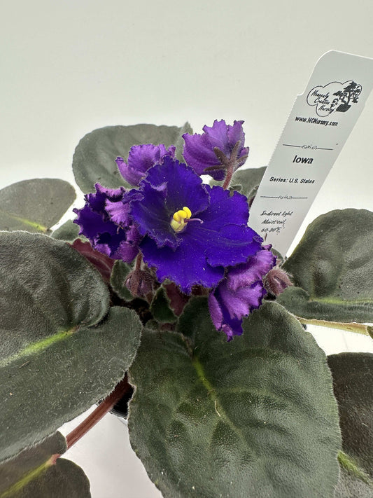 Iowa - Live African Violet 4" - Series: U.S. States
