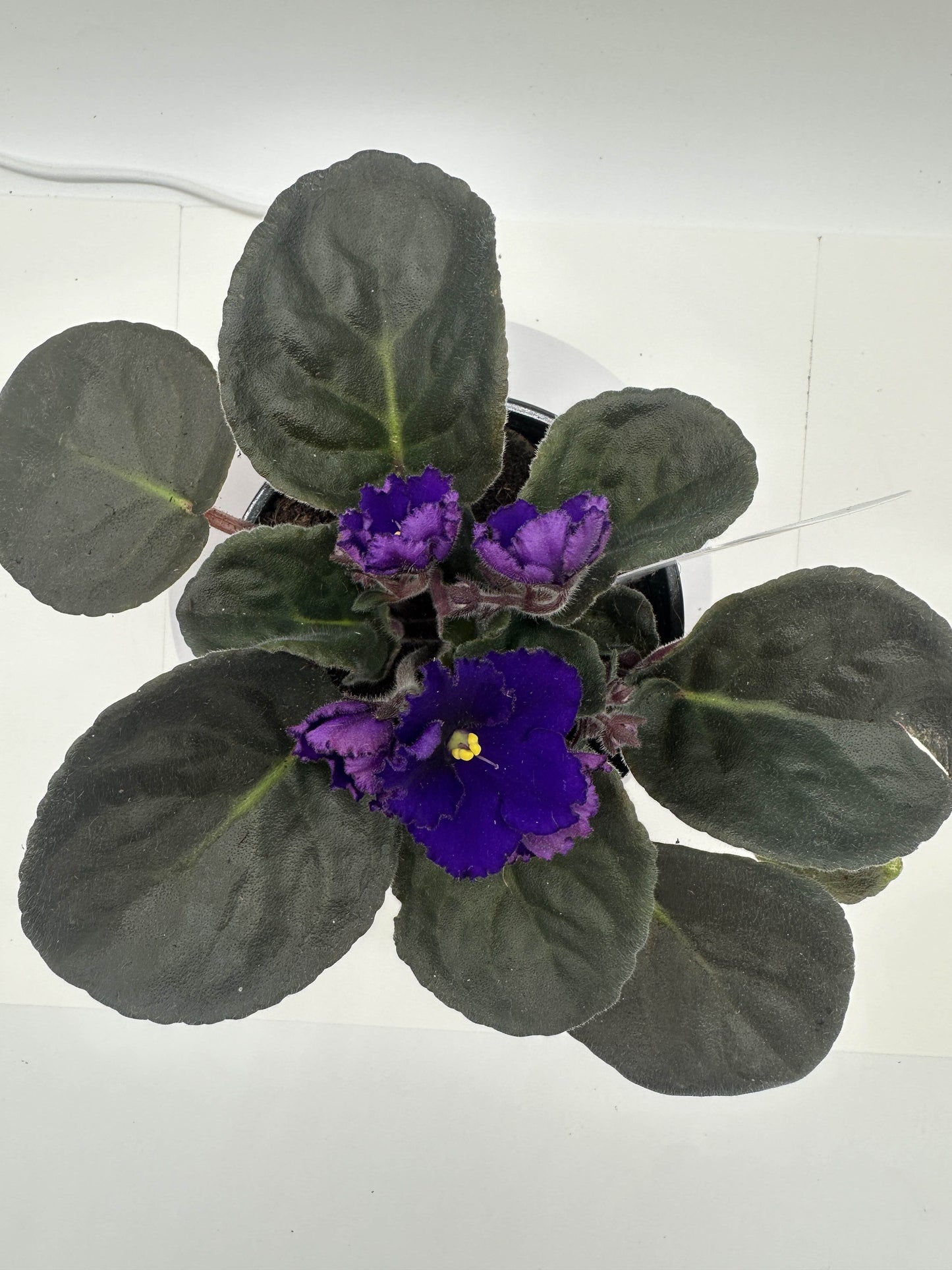 Iowa - Live African Violet 4" - Series: U.S. States