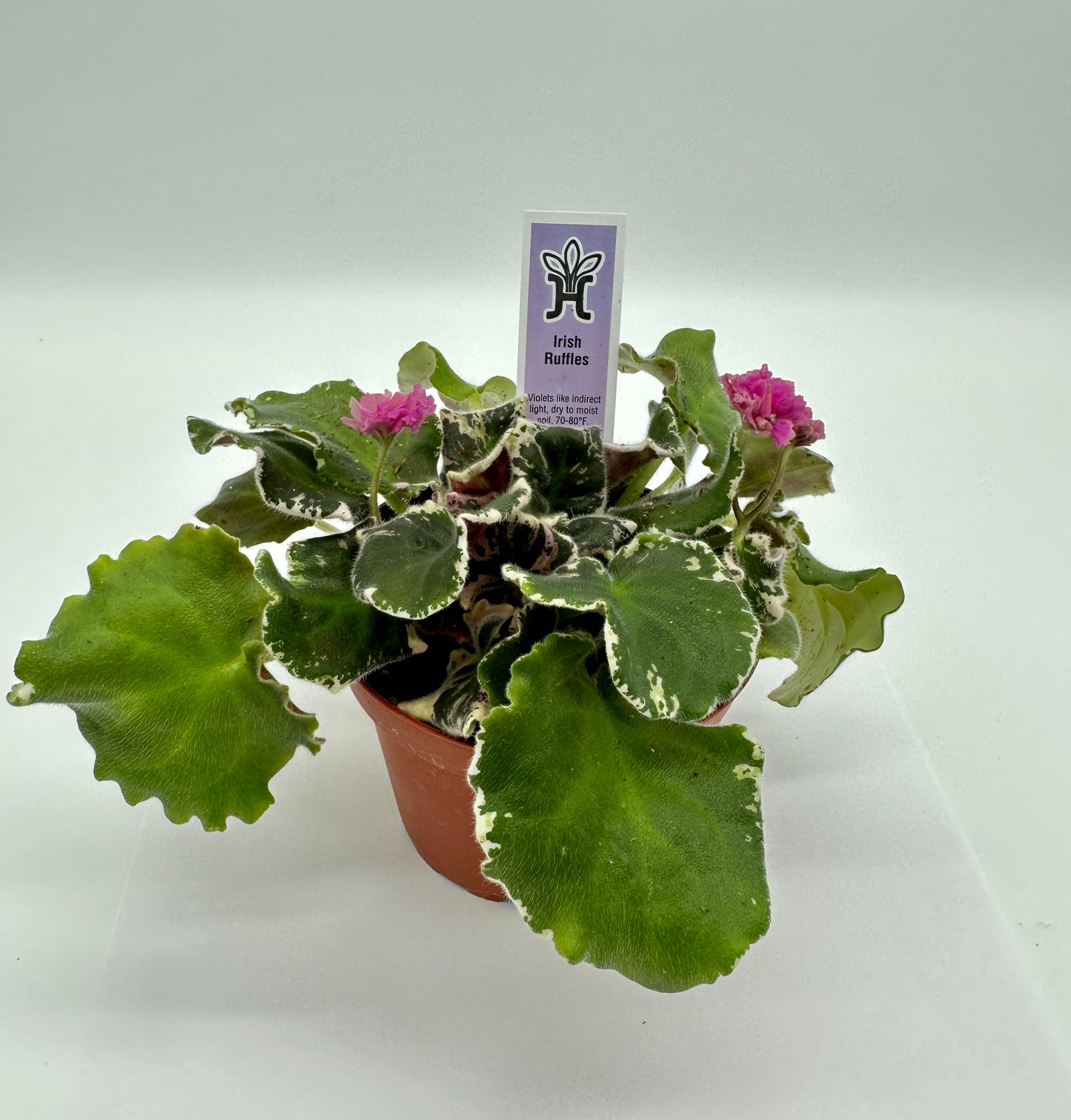 Irish Ruffles - Live African Violet 4"