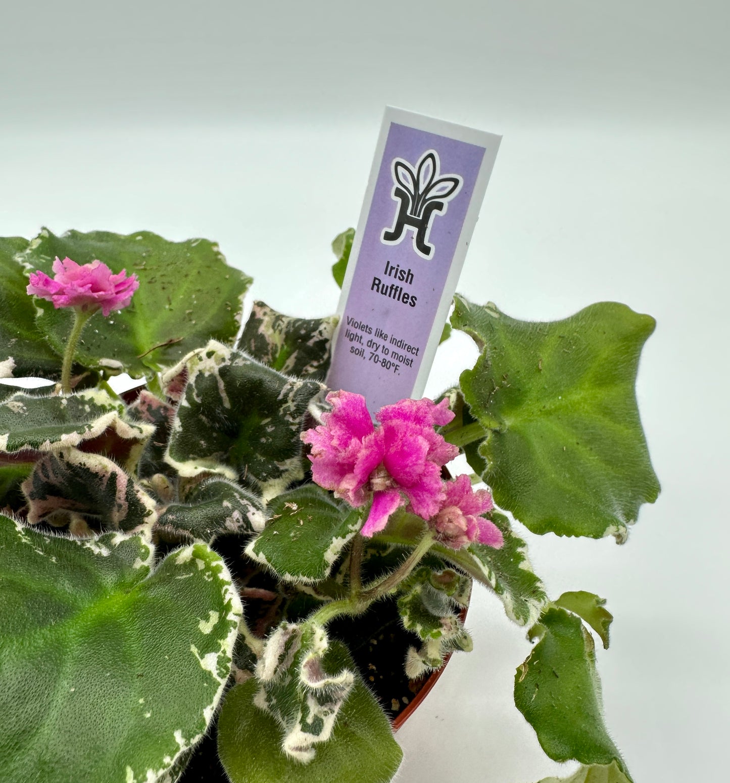 Irish Ruffles - Live African Violet 4"