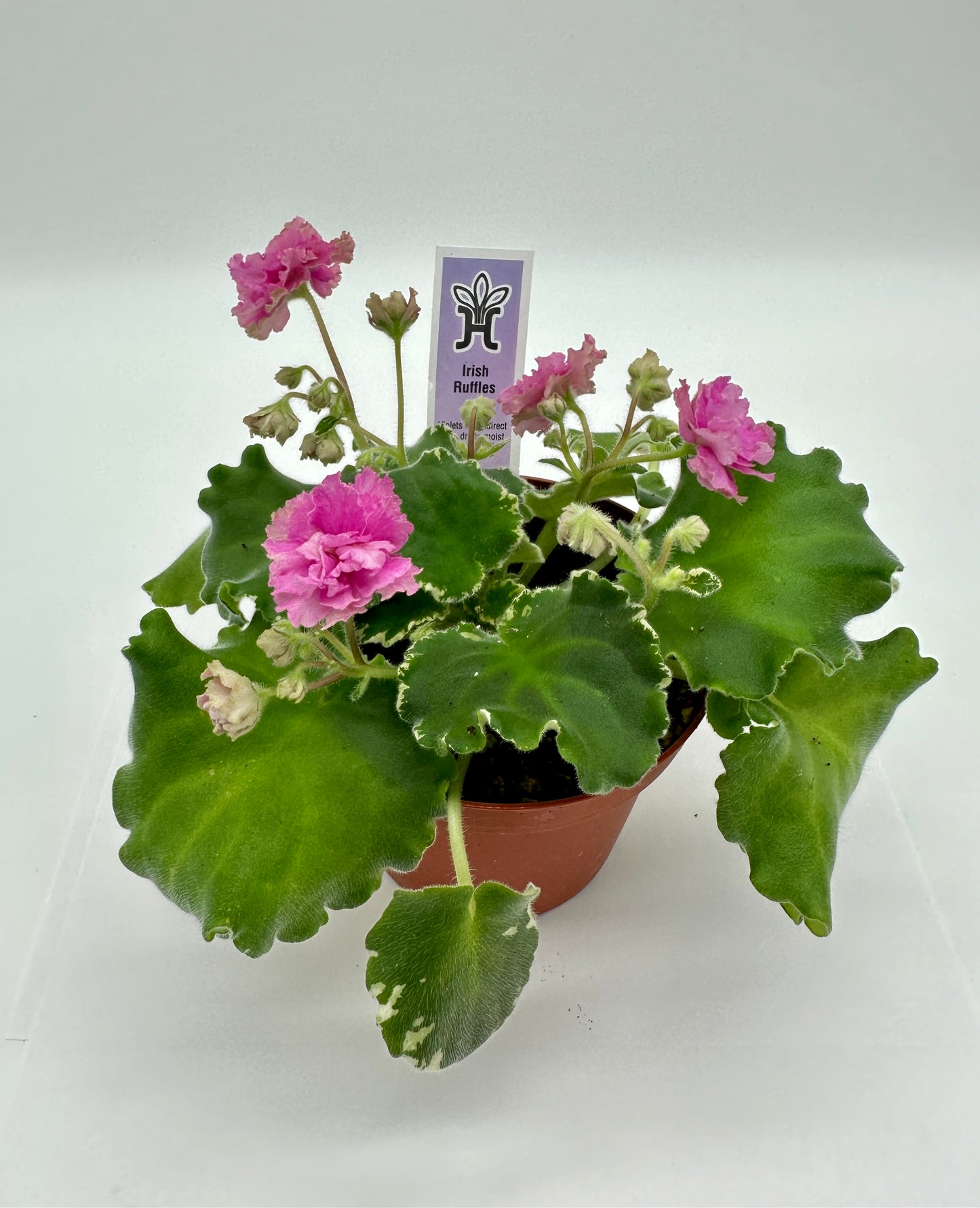 Irish Ruffles - Live African Violet 4"