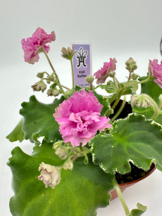 Irish Ruffles - Live African Violet 4"