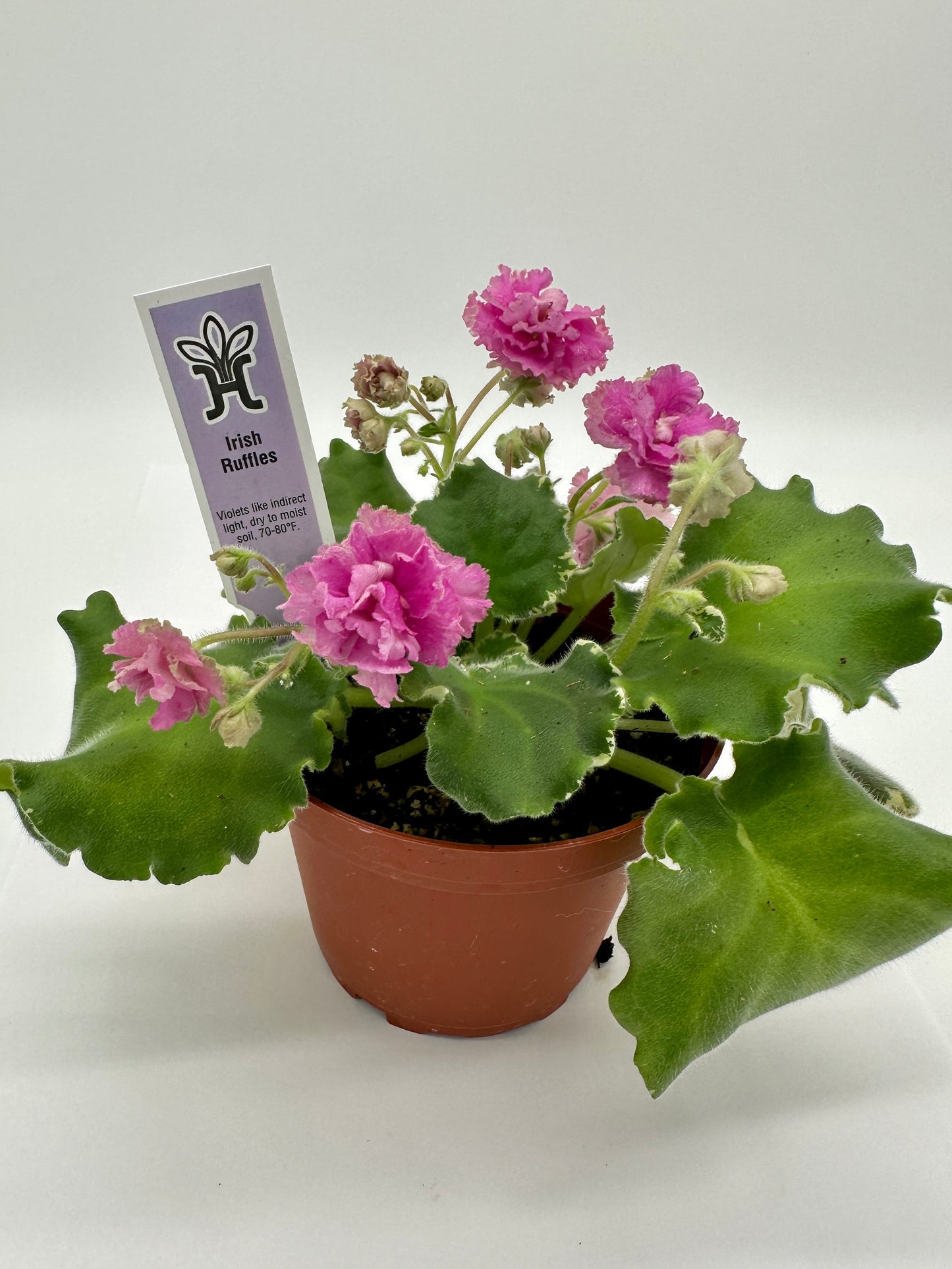 Irish Ruffles - Live African Violet 4"