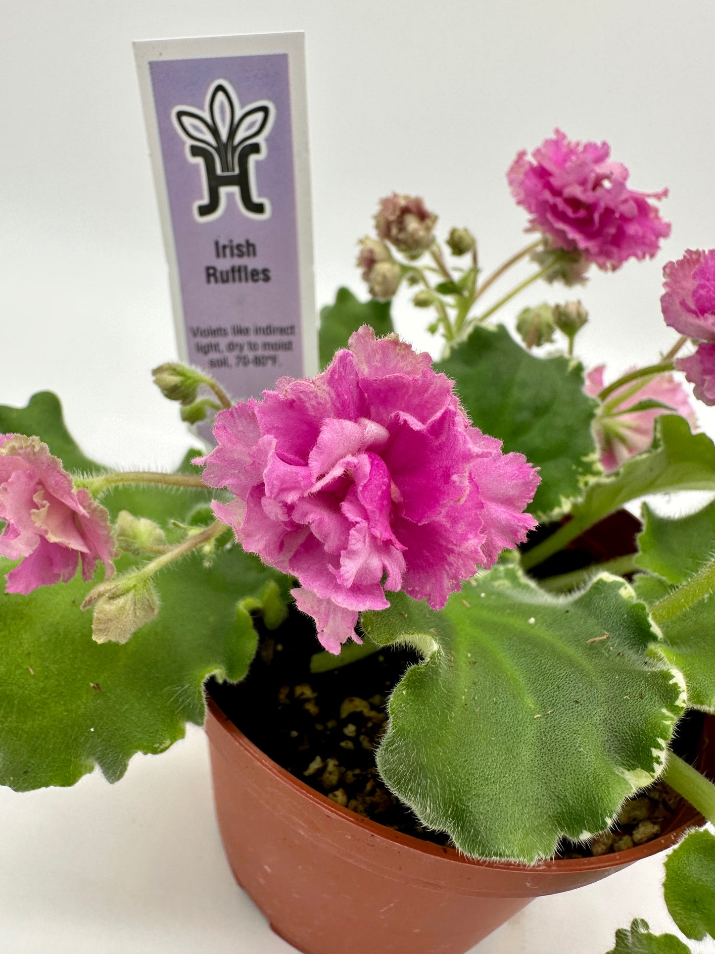 Irish Ruffles - Live African Violet 4"