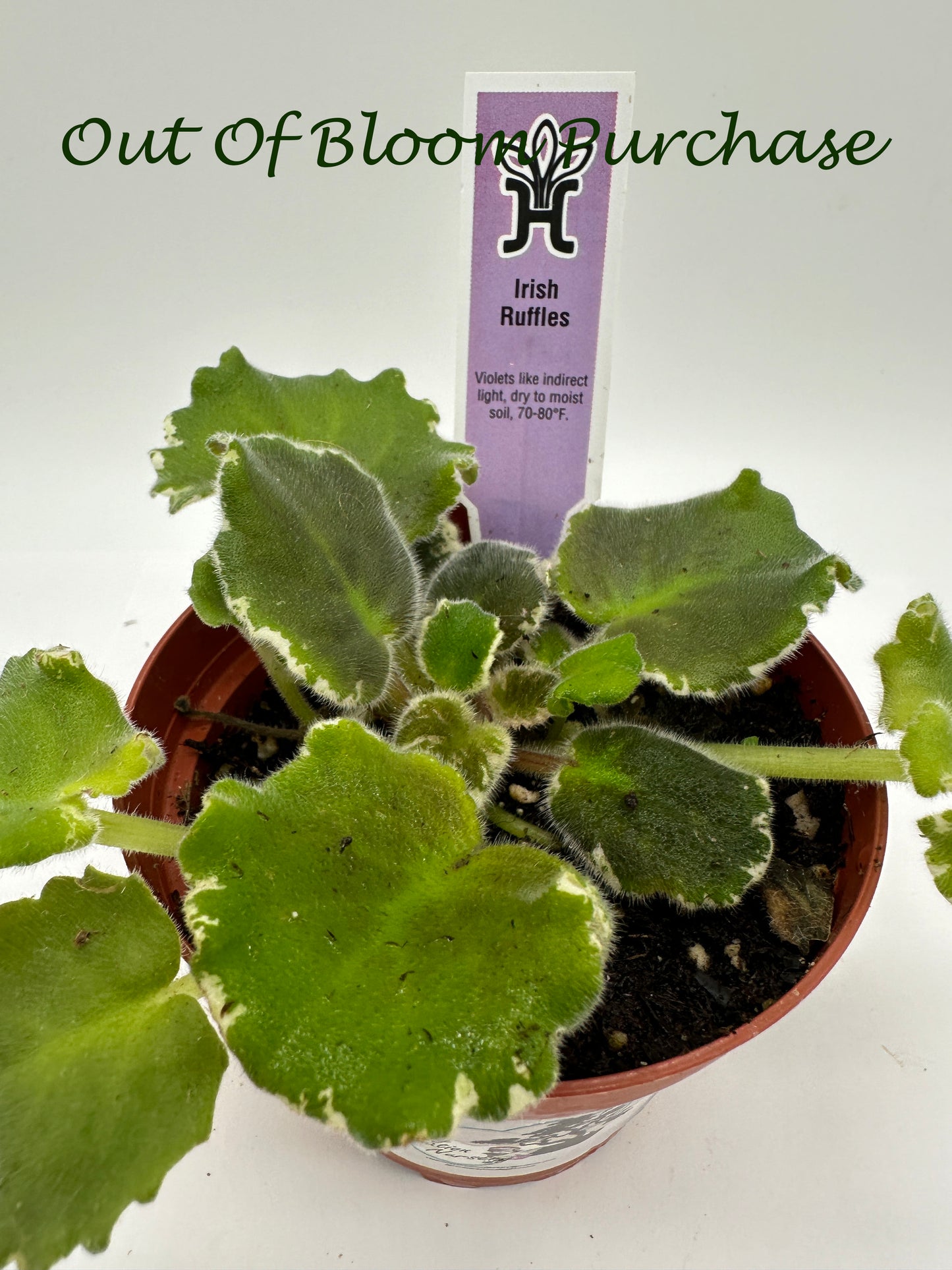 Irish Ruffles - Live African Violet 4"