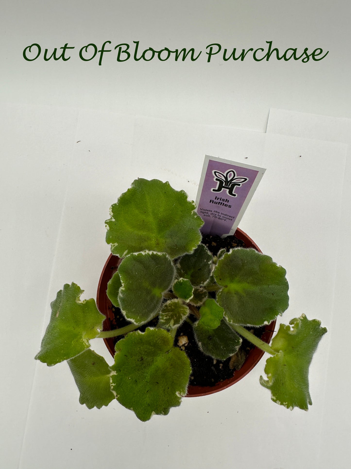 Irish Ruffles - Live African Violet 4"