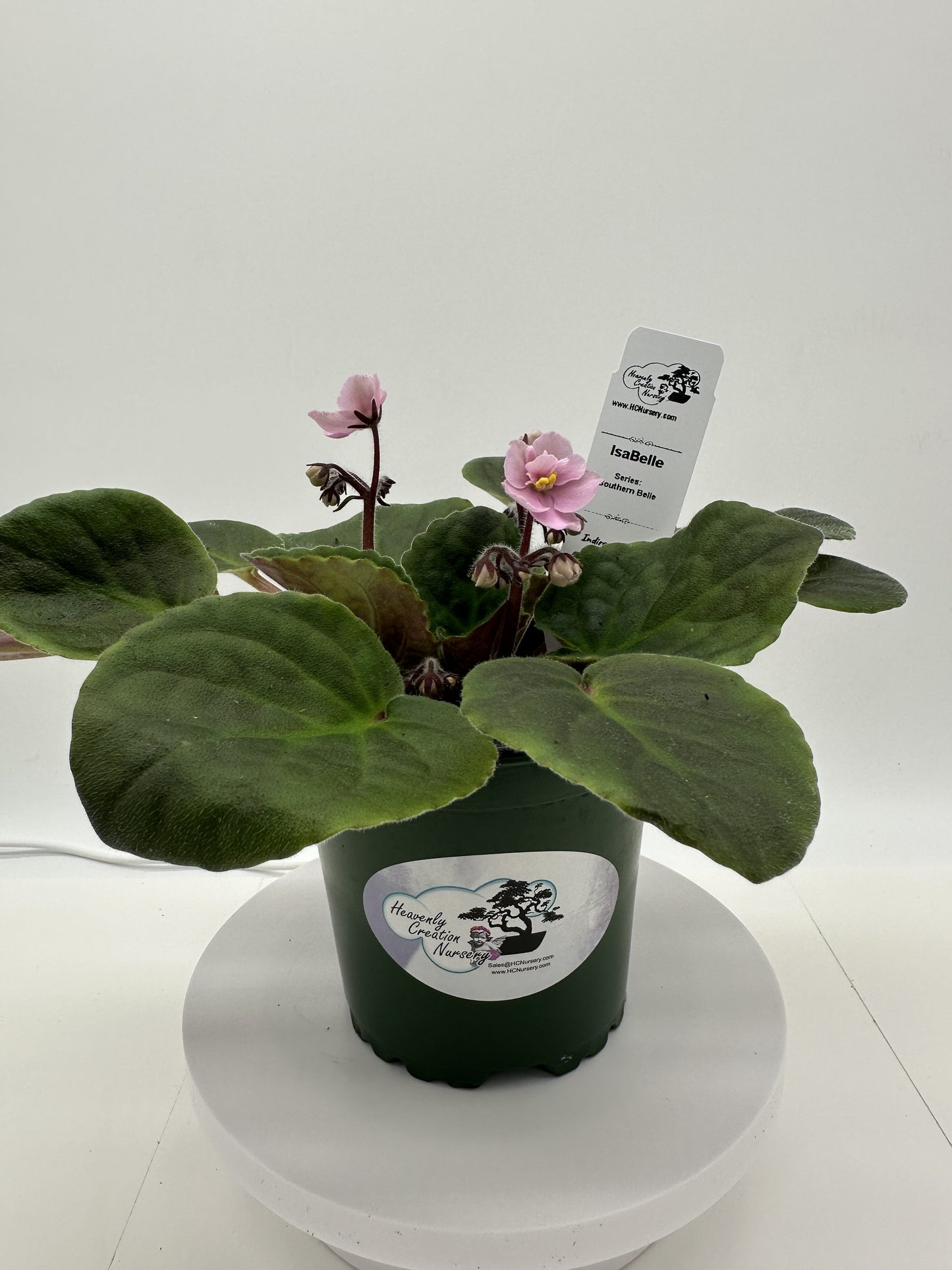 IsaBelle - Live African Violet 4" - Series: Southern Belle