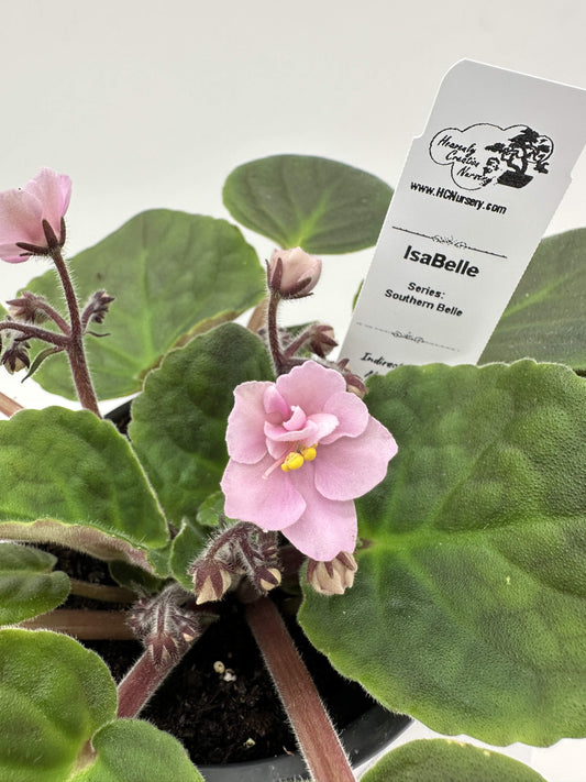 IsaBelle - Live African Violet 4" - Series: Southern Belle