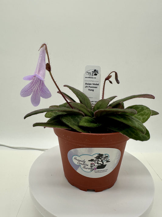 JV Forever Yung Asian Violet (Primulina) - Live Plant 4" (Copy)